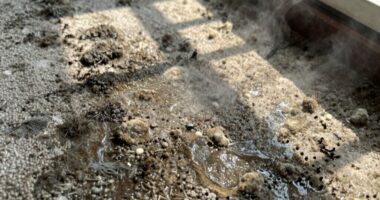 carpet mildew odor removal