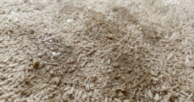 carpet moisture odor causes