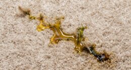 carpet vomit odor prevention