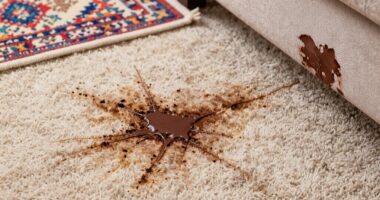 chocolate stain removal tips