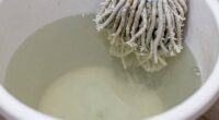 mop bucket odor causes