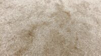 persistent pet urine odor