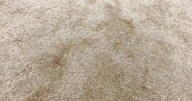 persistent pet urine odor