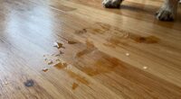 removing dog drool stains