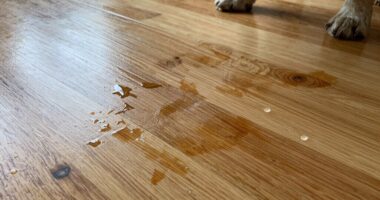 removing dog drool stains