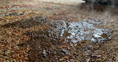 mold and moisture buildup