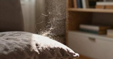 pet allergens and particles