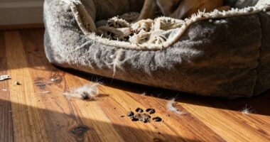 pet beds attract dirt