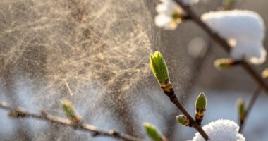 seasonal dust texture contrast
