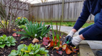 Do This To Your Spring-Blooming Perennials In October & Thank Yourself Later