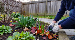 Do This To Your Spring-Blooming Perennials In October & Thank Yourself Later